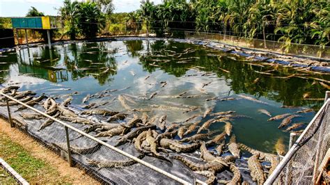 hermes crocodile farms